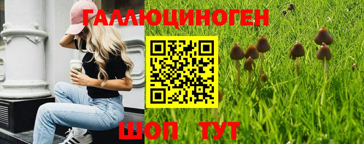 Псилоцибиновые грибы Psilocybe Советская Гавань